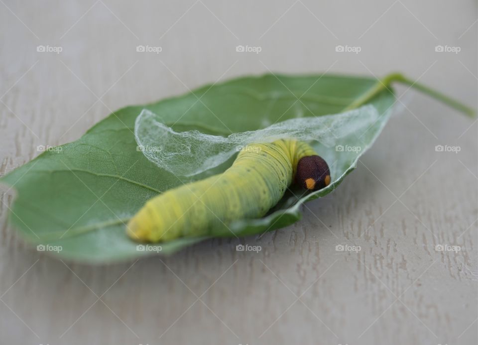 Green worm on Wisteria Tree macro 