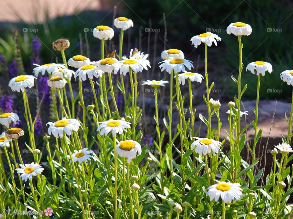 Lots of Daisies 