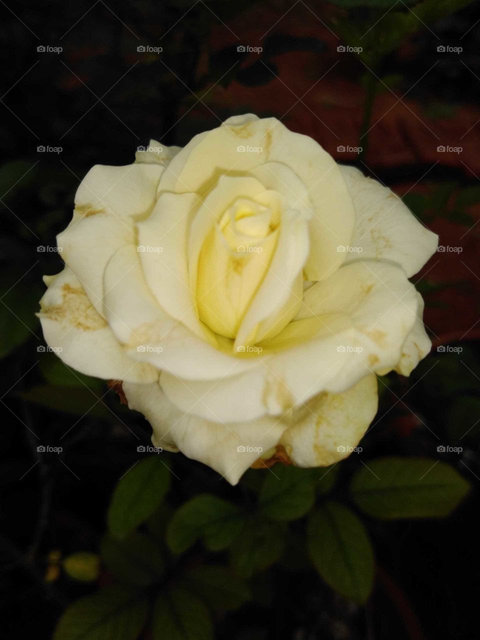 a white rose flower in my garden