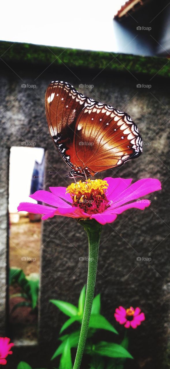 Beautiful butterfly sucking nectar on a zinnia flower