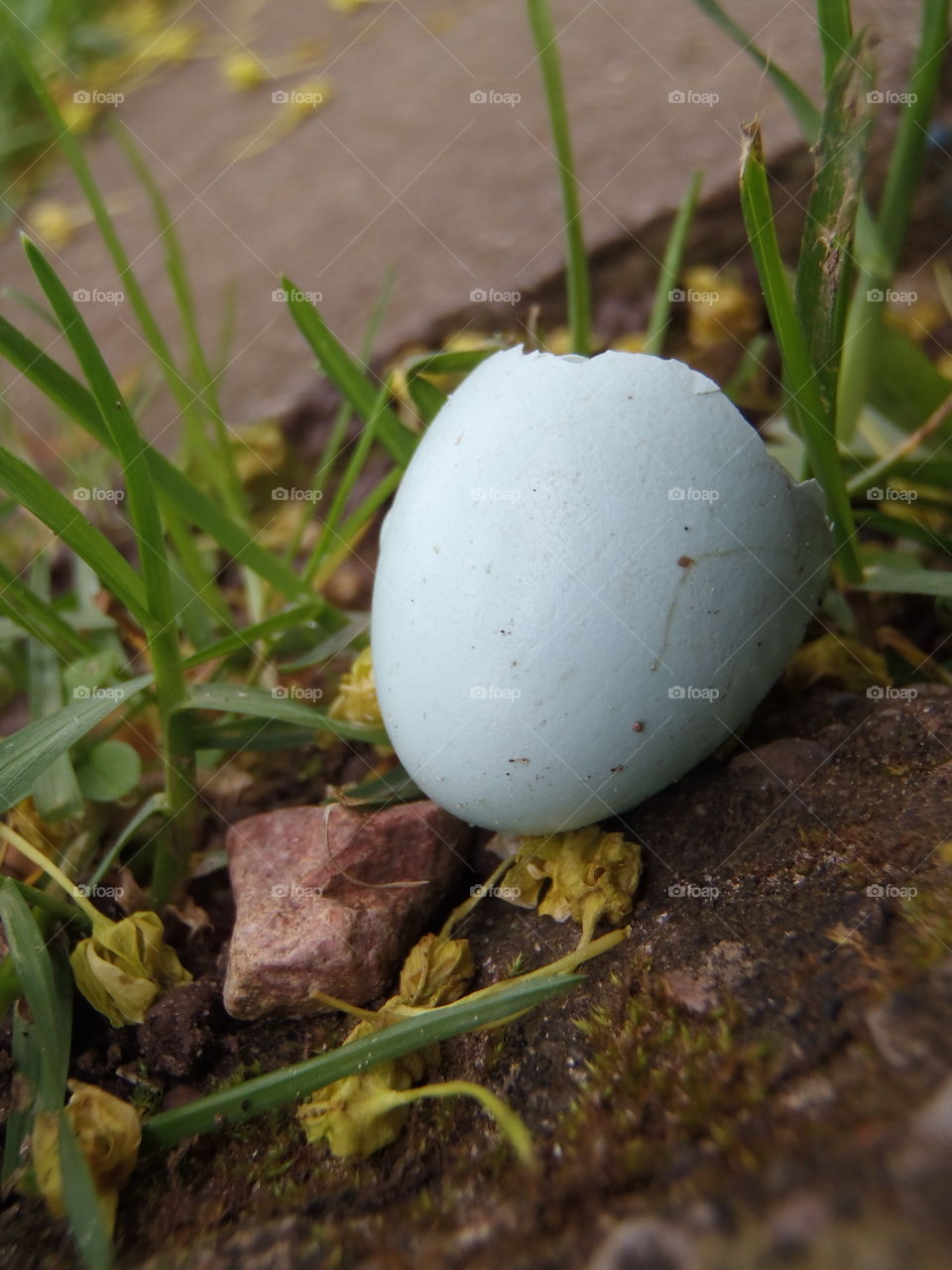 Blue eggshell 
