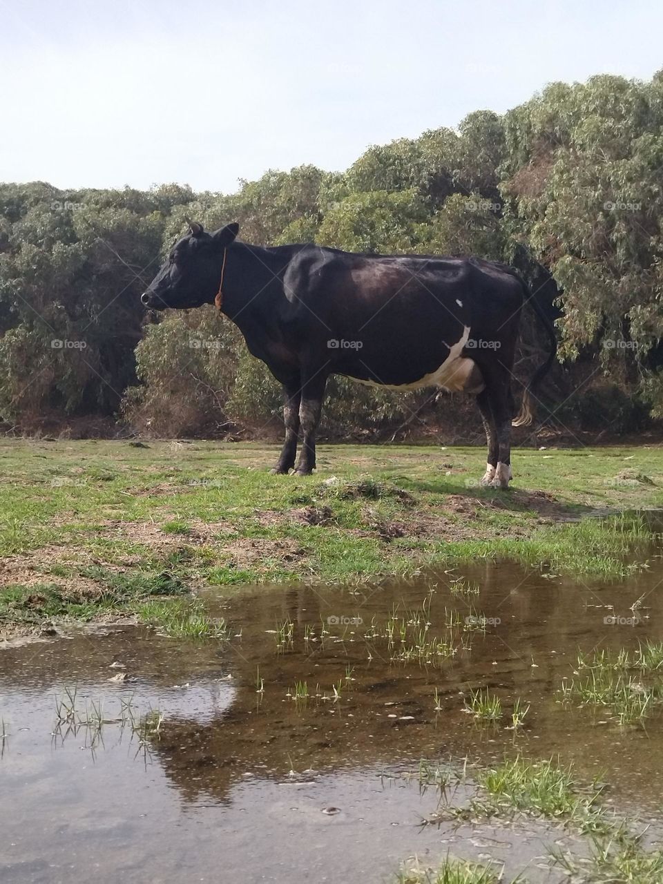 Cow reflection in the water meadow