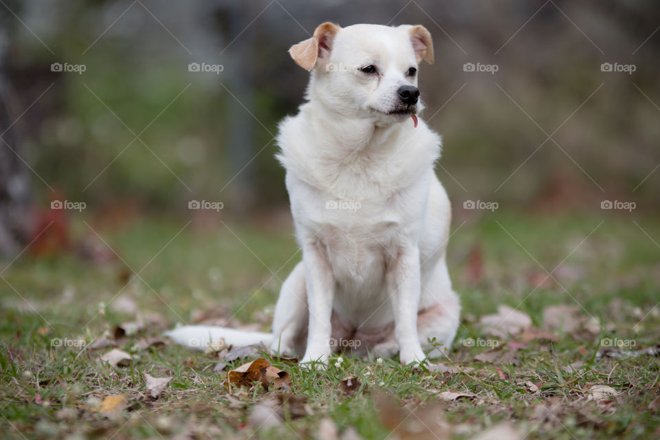 Chihuahua sitting portrait with red leaf