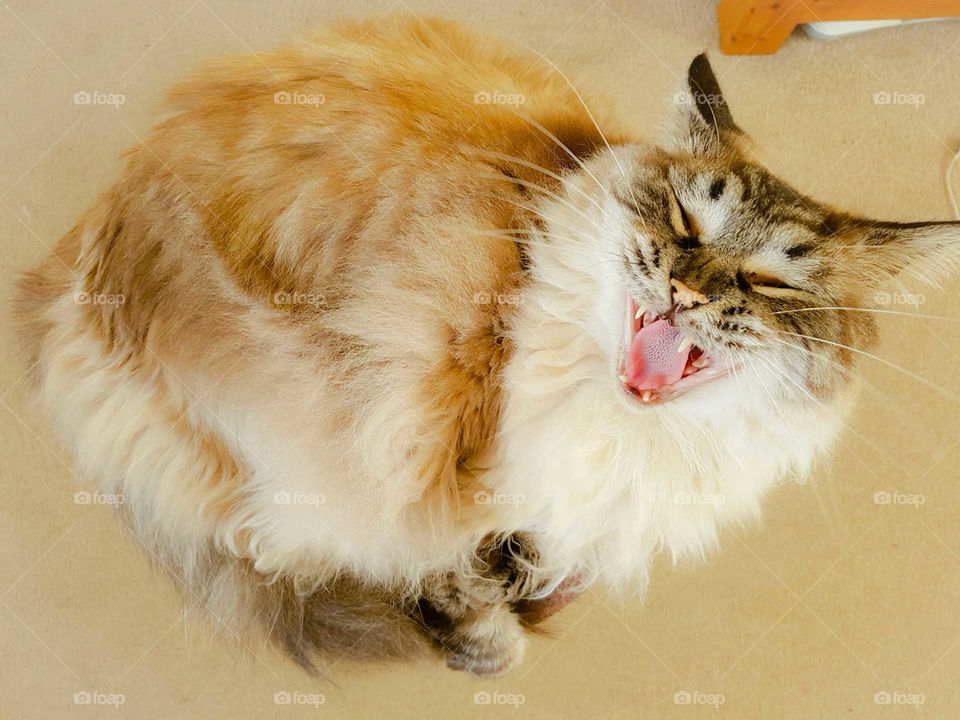 fluffy longhaired cat yawning