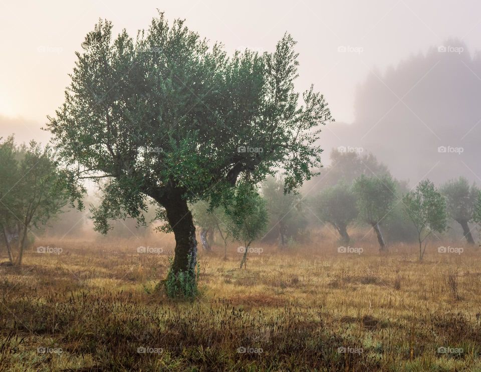 Olive trees in the early morning mist