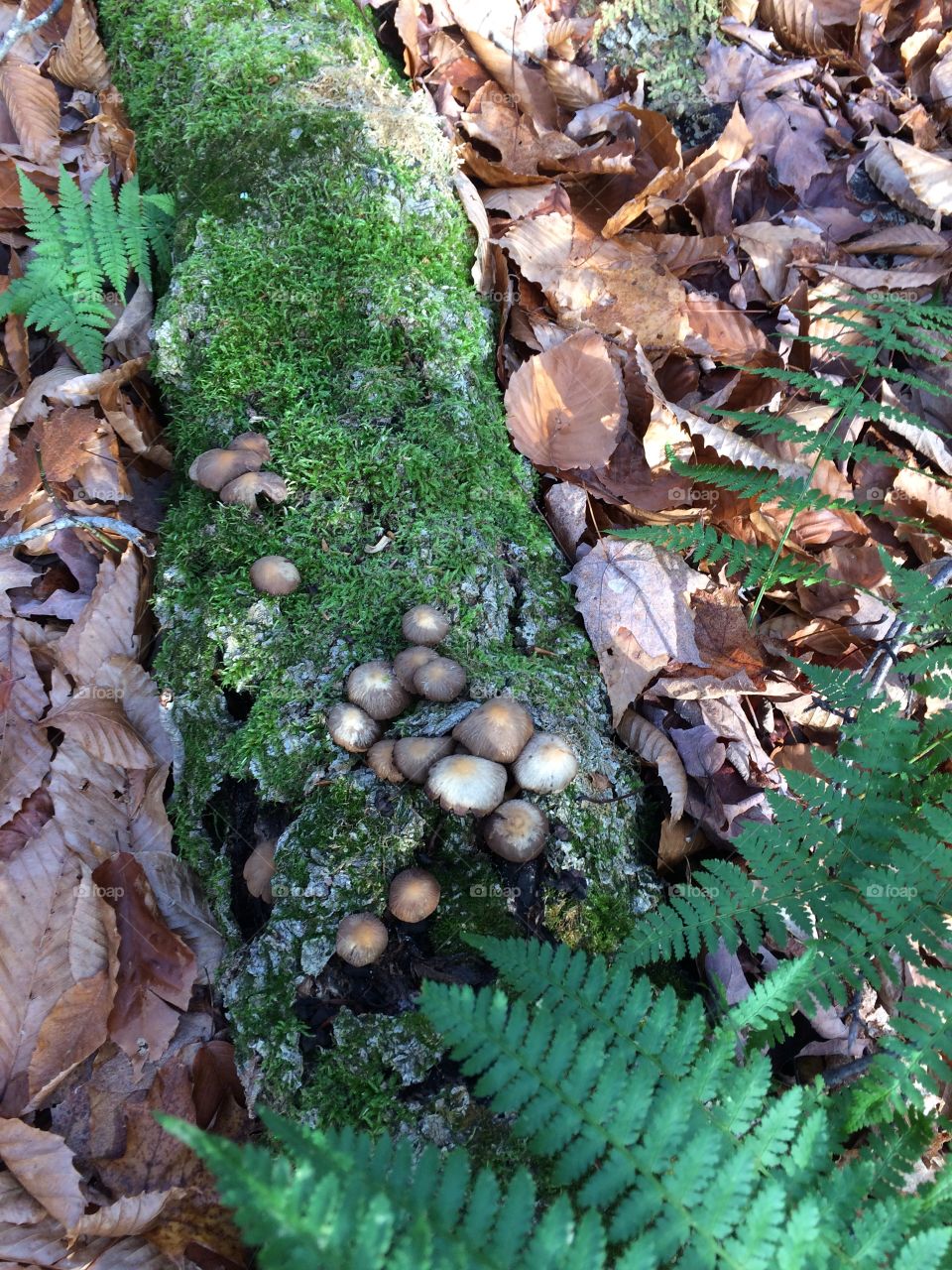 Moss on a dead log filled with mushrooms 