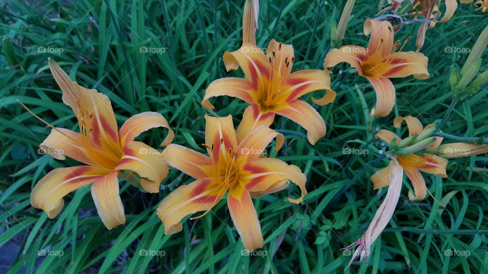 Nature, Summer, Flower, Flora, Garden