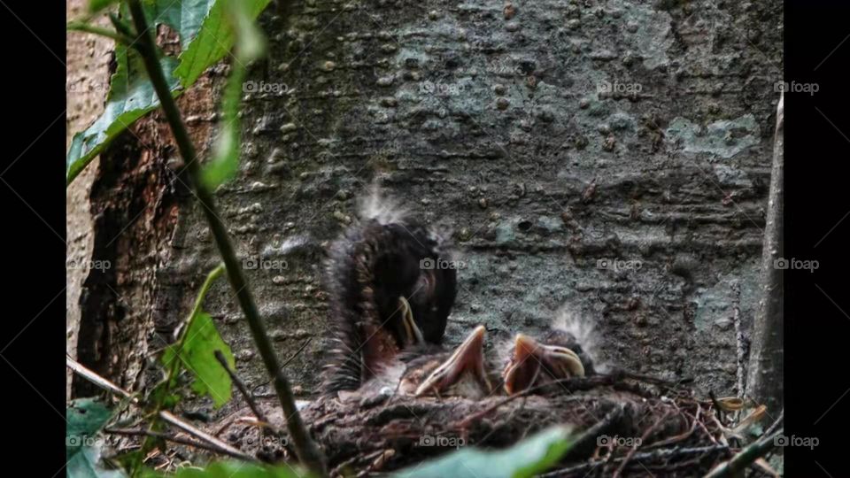 Funny Red Robin baby in nest 