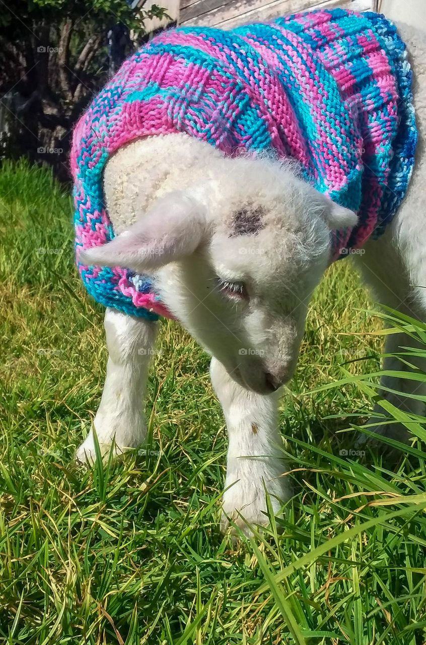 A Baby lamb outside in the sunshine