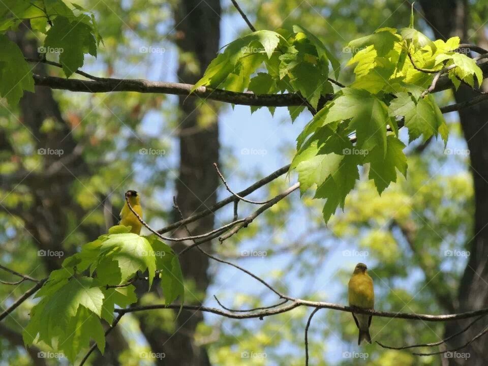 Goldfinches