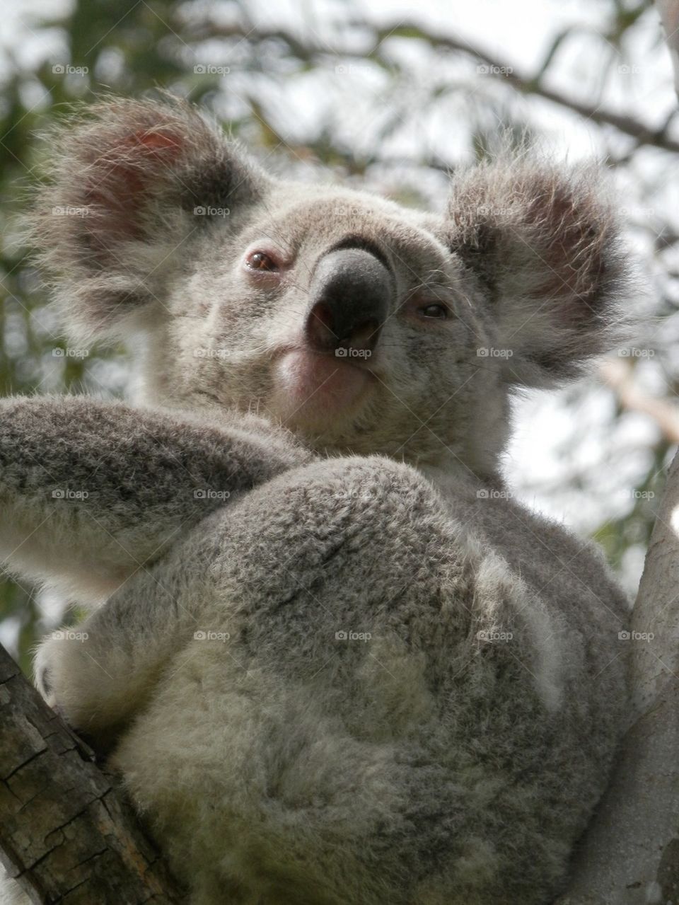 Koala