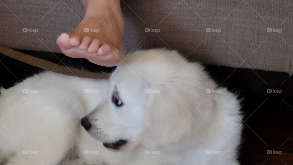 People being clumsy, about to trip on the dog.