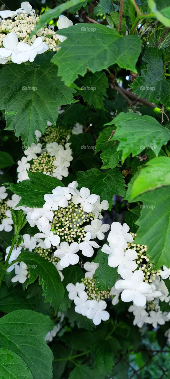 guelder rose is blooming