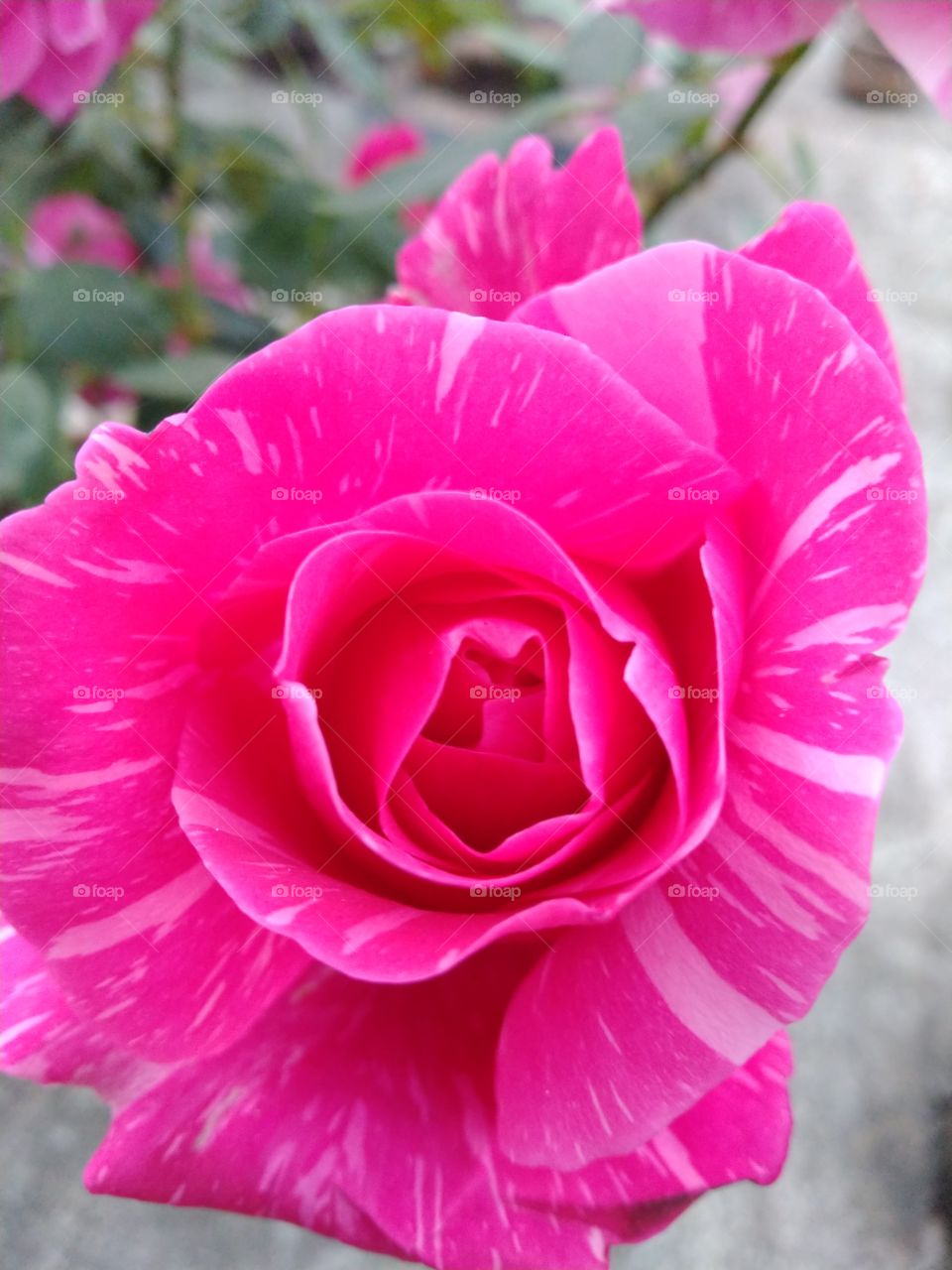 bi colour rose