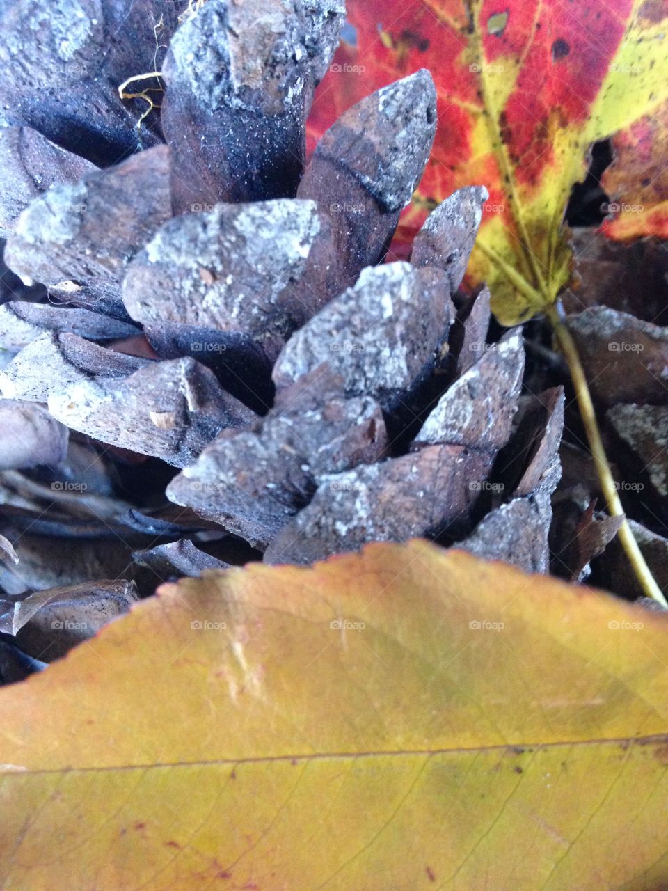 Pine cone in the woods 