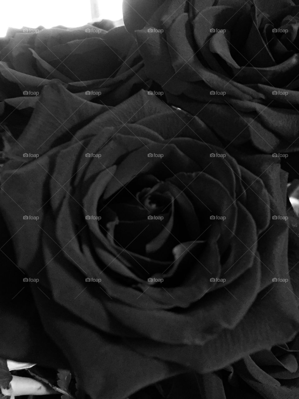 black and white. Rose