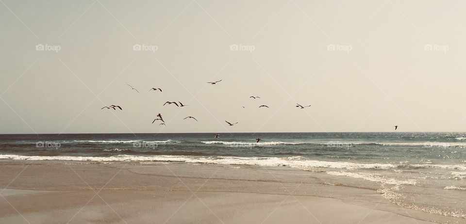 Seagulls on land storm in the sea
