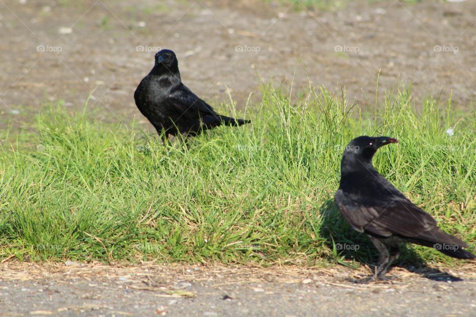 Bird, Wildlife, Nature, Crow, Blackbird