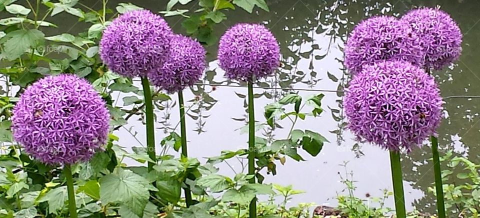 garlic flowers