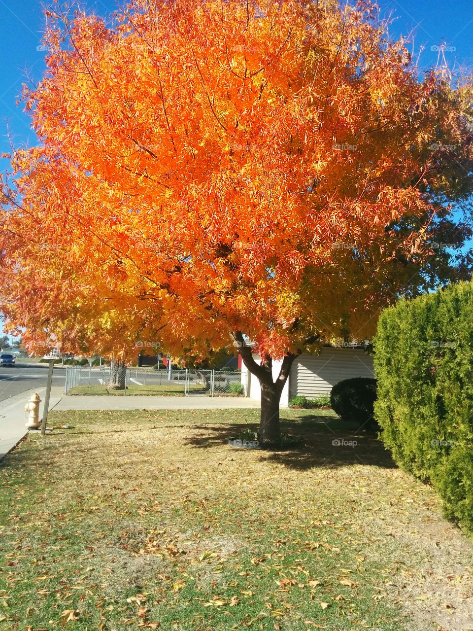 Autumn burst in Sacramento neighbourhood; a gorgeous tree transforms the neighbourhood. 