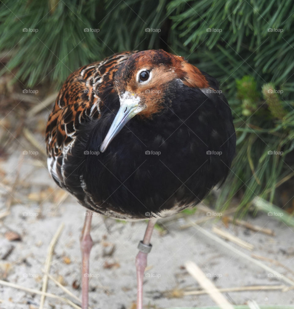 Bird looking at camera.