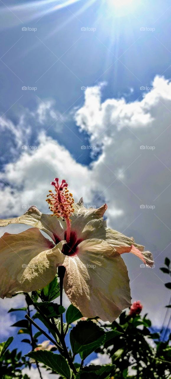 Hibiscus and cloudy sky