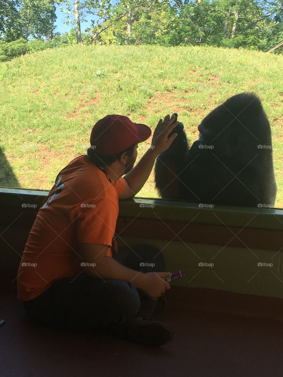 Man and gorilla 