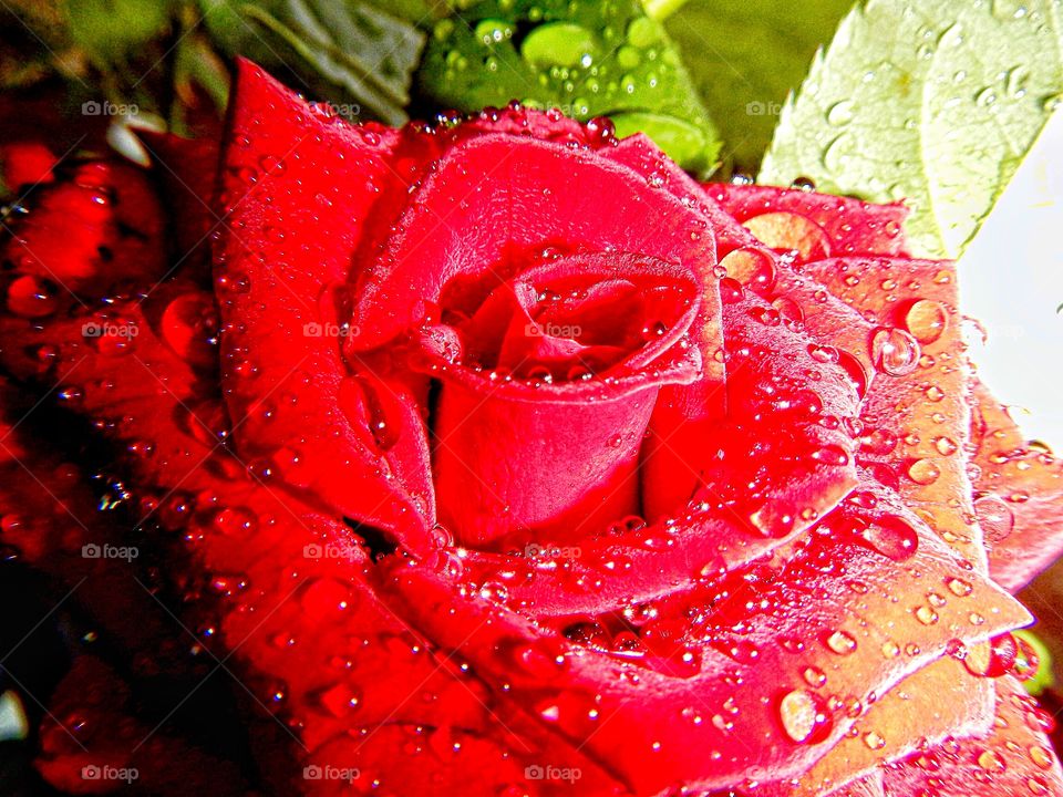Amazing raindrop red rose