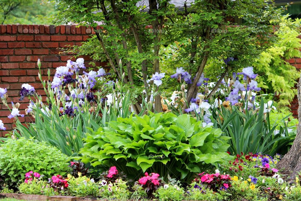 Iris Garden 