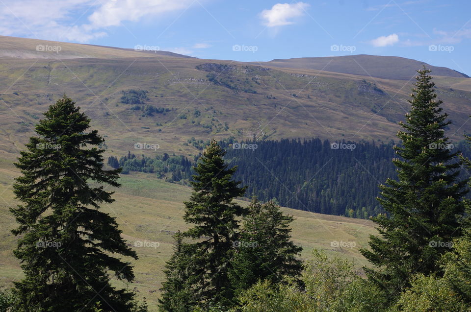 Fir trees on the background of a mountain plateau Lago-Naki in the Caucasian Biosphere Reserve