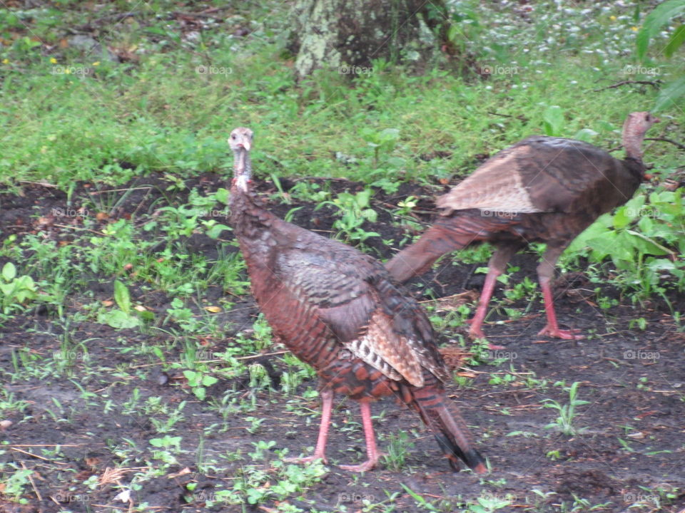 Bird, Nature, Poultry, Wildlife, No Person