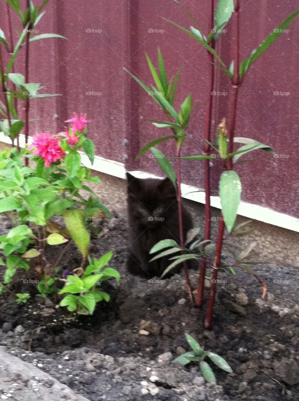 Kittens and flowers