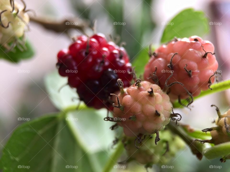 Blackberry growing on plant