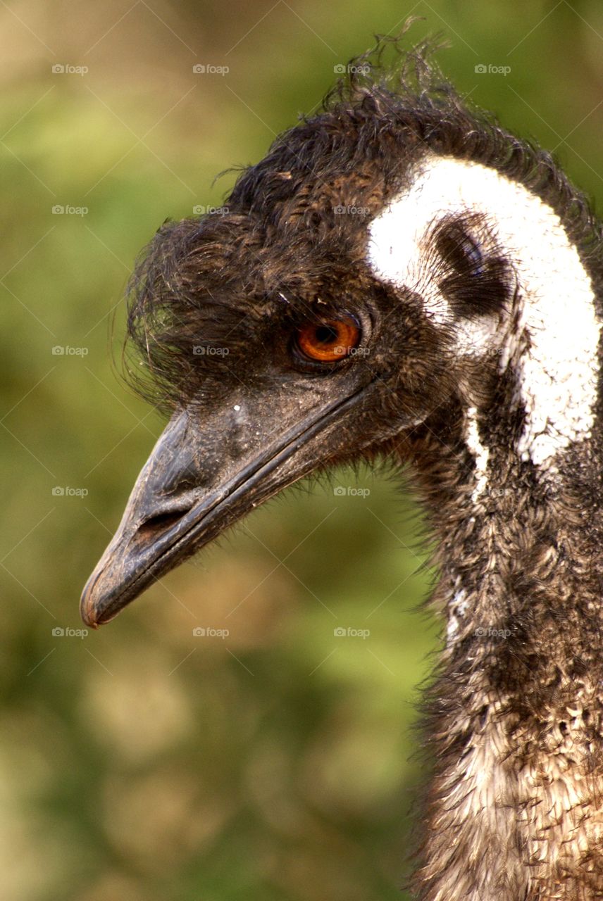 Close up of an emu 