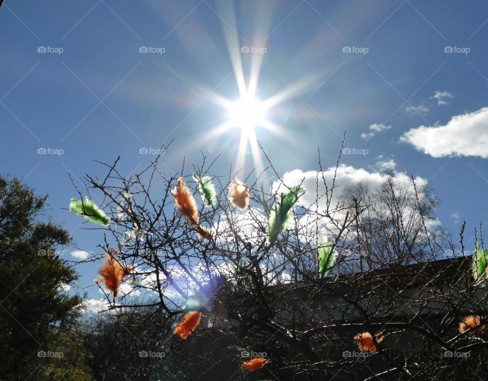 feathers in sunshine . feathers in sunshine 