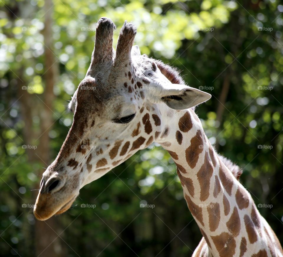 Giraffe