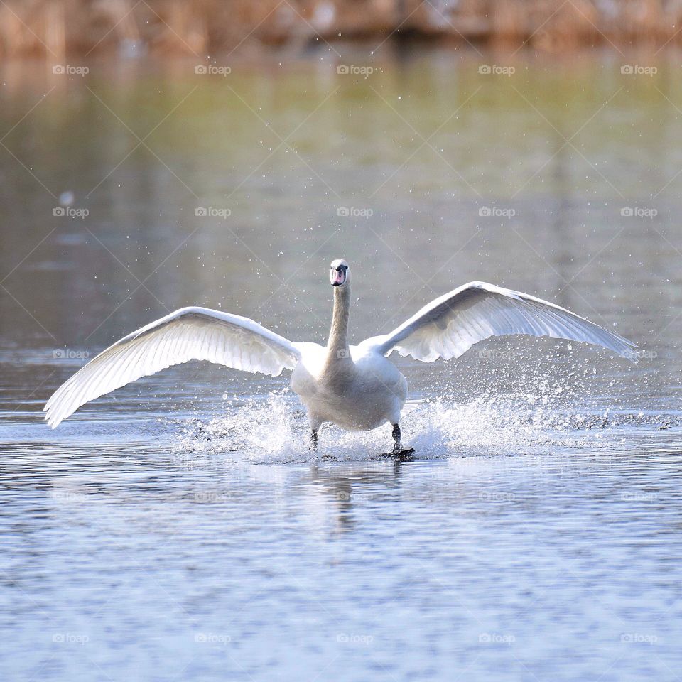 Swan landing on water