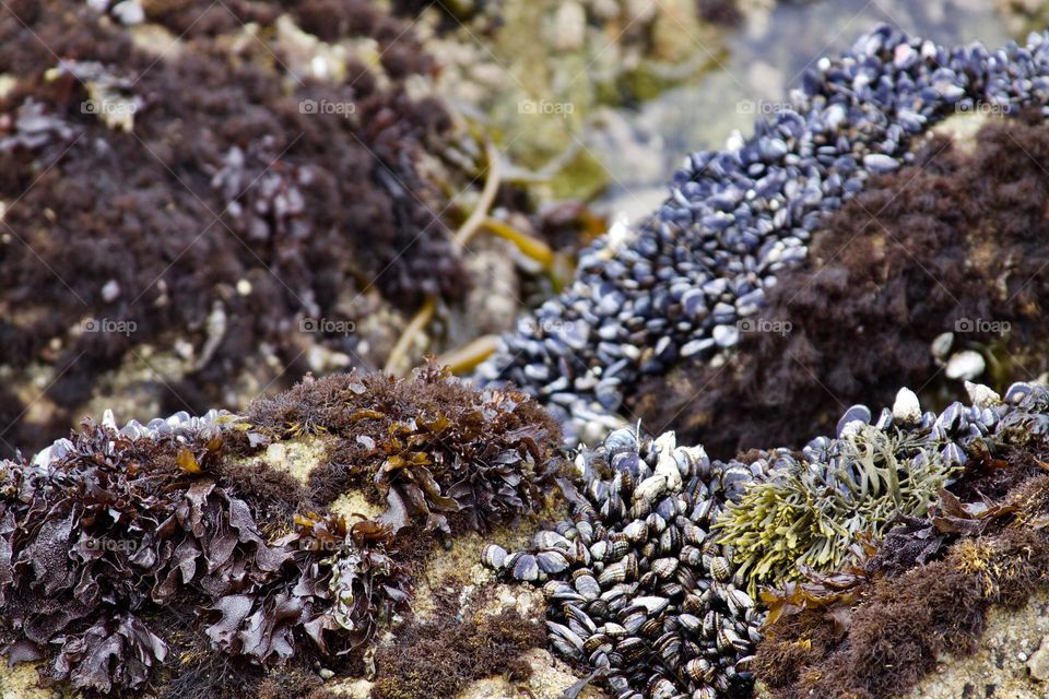 Pacific Tide Pools