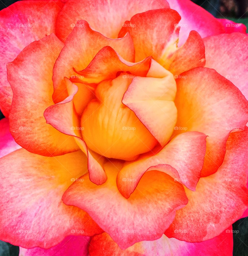 Roses are red, or not?