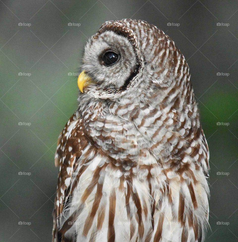 Barred Owl in thought
