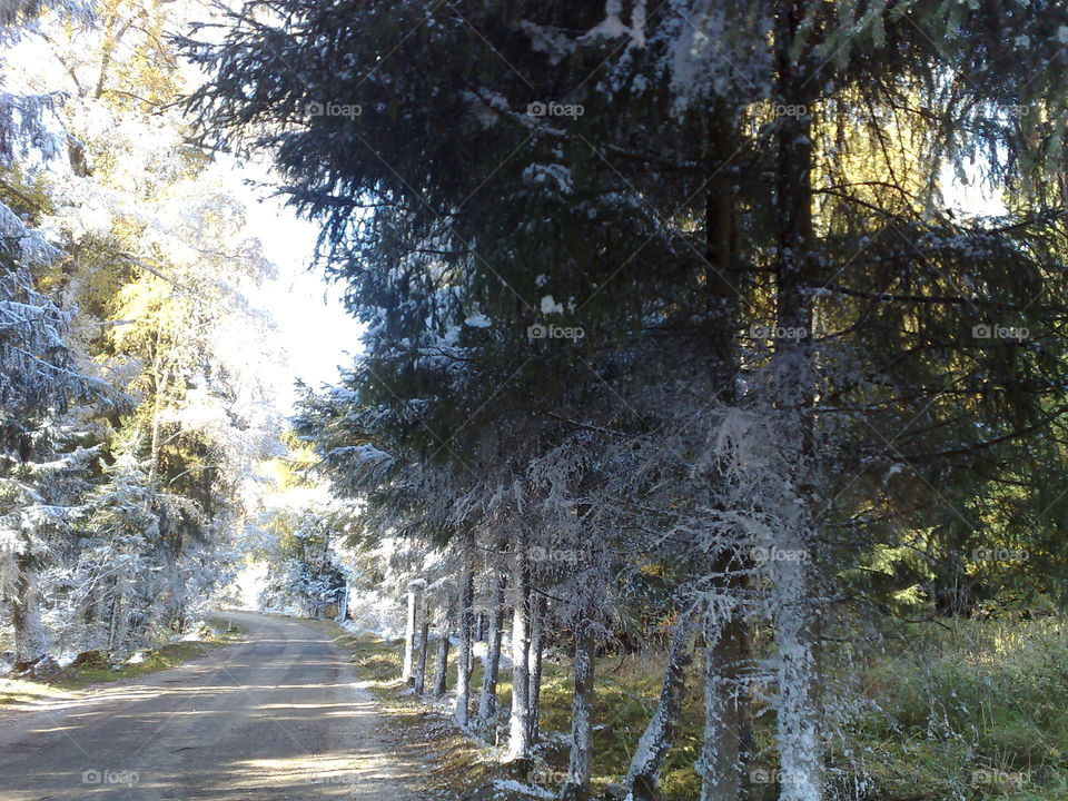 Scenic view of forest in winter