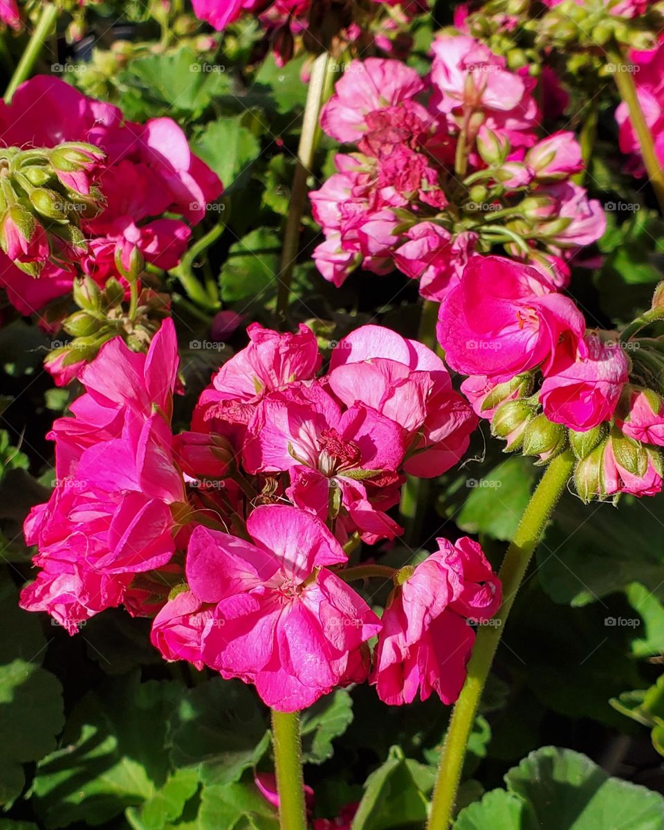Pink Bougainvillea in the Garden