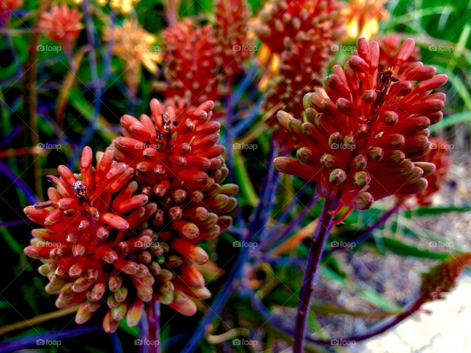 Orange flowers