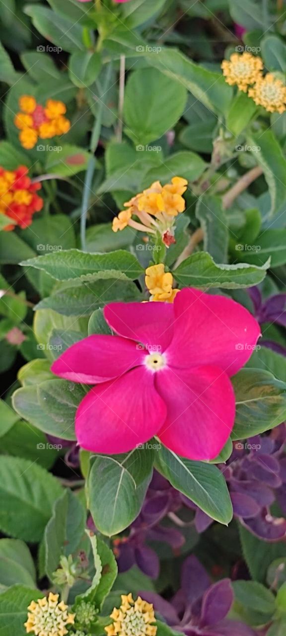 Vinca Red flower