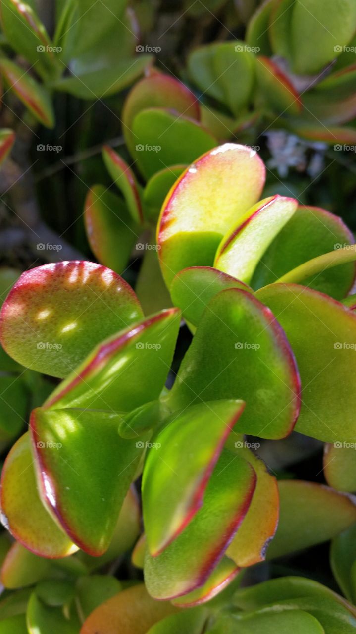 Jade Plant. Jade Plant 