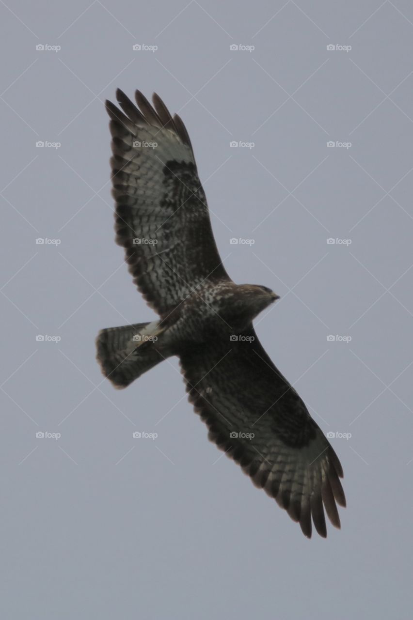 Buzzard 