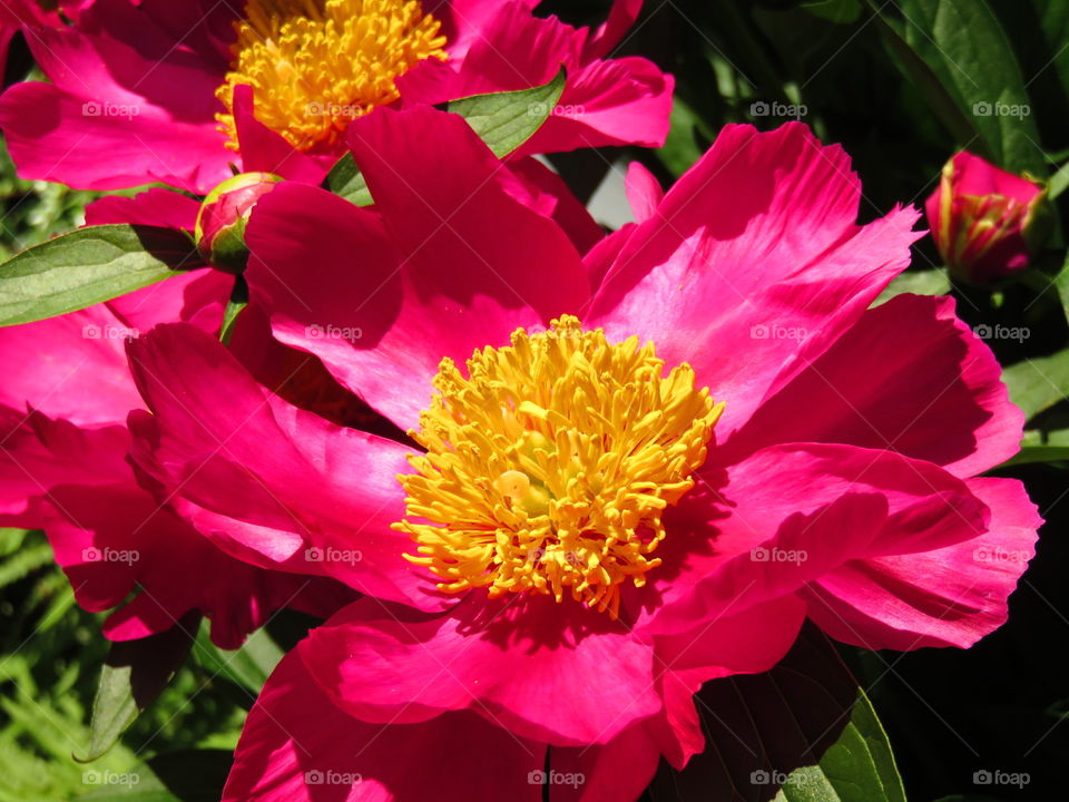 flashy peony