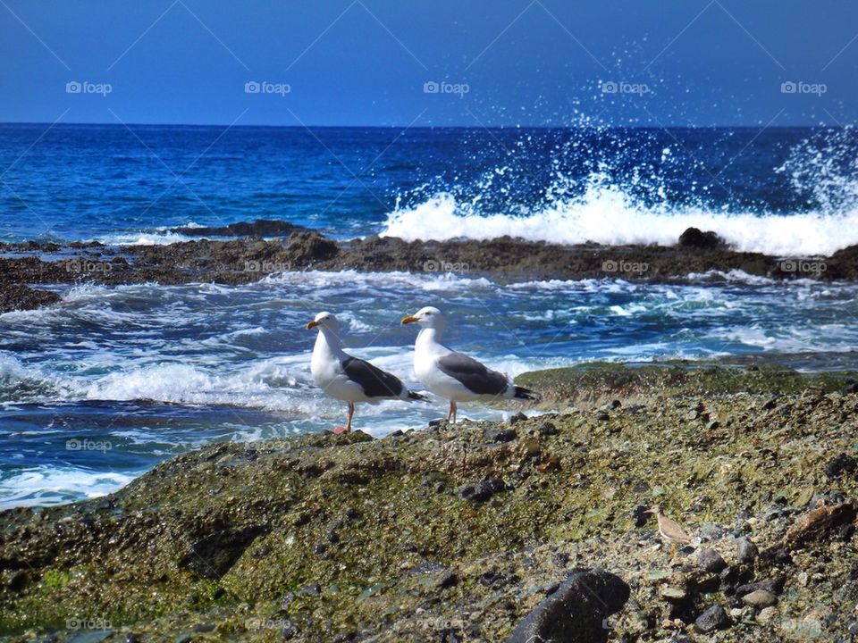 Seagulls 