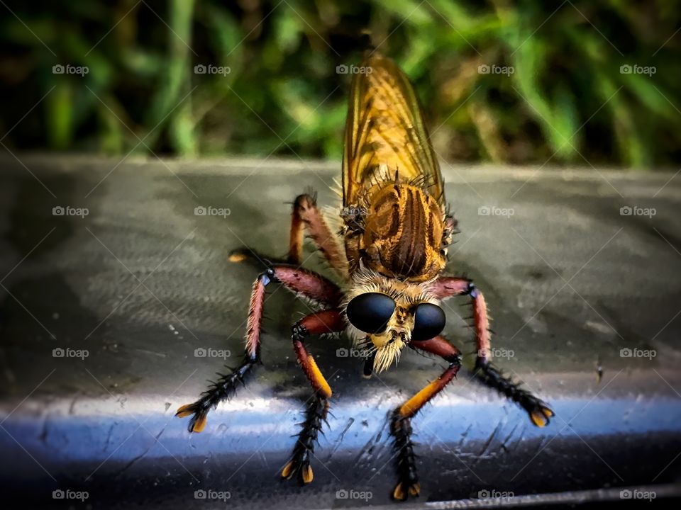 Red Footed Cannibal Fly