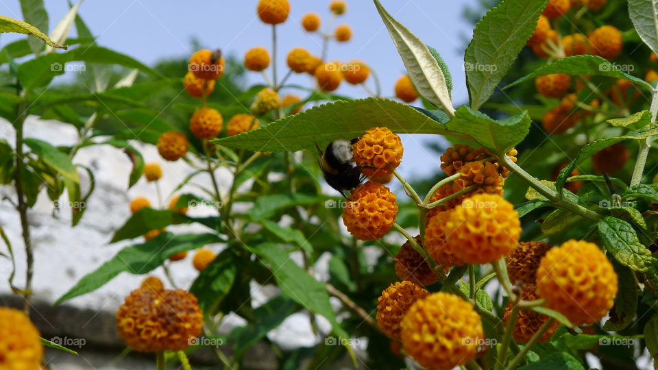 Busy bee working among orange balls of flowers